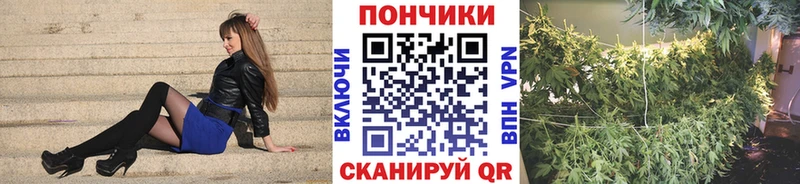 МАРИХУАНА гибрид  Дно 
